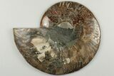 Cut & Polished, Agatized Ammonite Fossil - Madagascar #200143-5